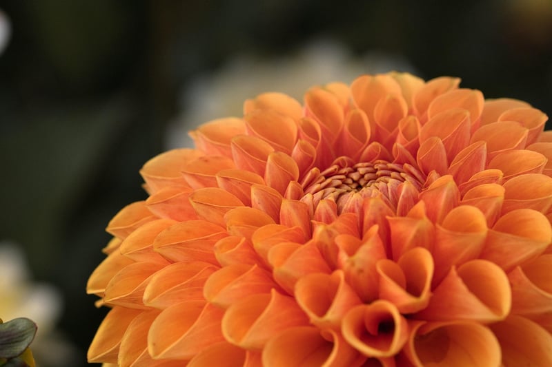 Botanical Garden 2