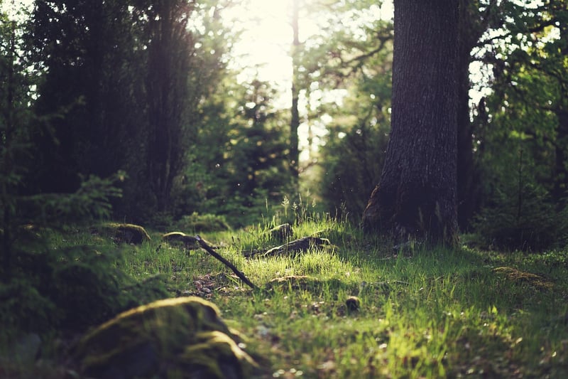 Woodland Clearing